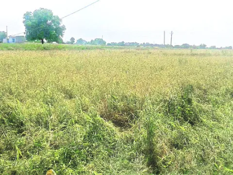చిరు 