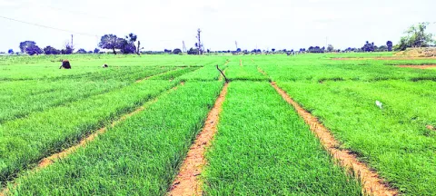 ఉల్లినారు అ‘ధర’హో