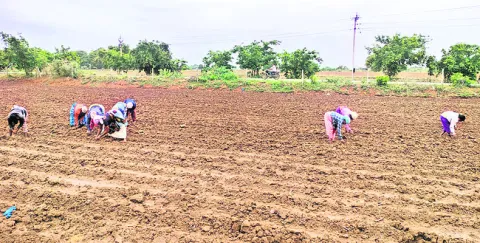 అదును దాటుతోంది.. ఆందోళన మొలకెత్తుతోంది!
