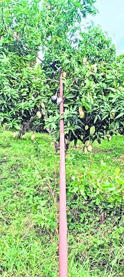 పంటలపై ఏనుగుల దాడి 
