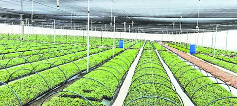 ప్రైవేట్‌ నర్సరీలతో జర జాగ్రత్త 