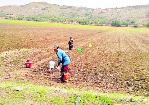 ● వాన కురవక.. ఆశ చావక 