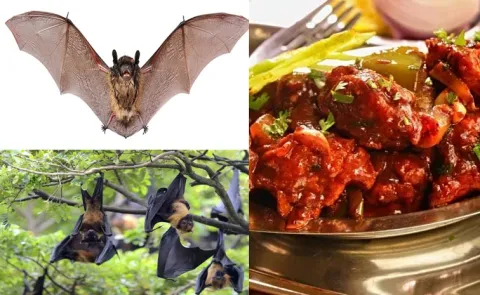 Chilli Chicken With Bats Fact Check TN Mafia Arrested Details9