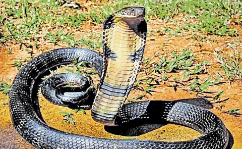 king cobra is most dangerous snake