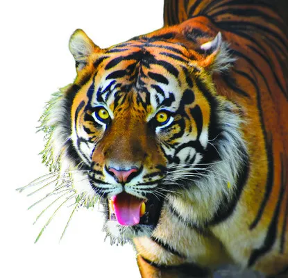 పులి.. జాడేదీ?