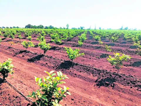 వికసించని ‘ఉద్యాన’ సాగు