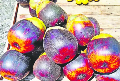 తాడిన