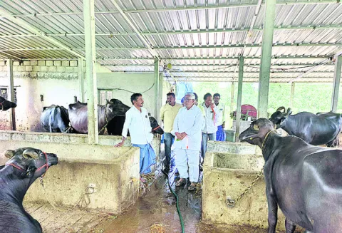 పాల ధర తగ్గడంతో నష్టపోతున్న పాడిరైతులు