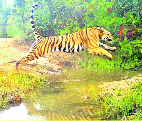 మనుగడ