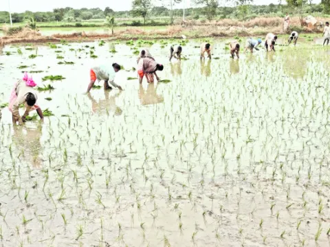 వరిసా