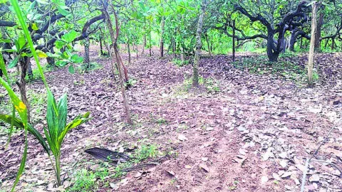 పెద్ద