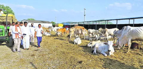 గోశాల.. గోస తీరేనా.!