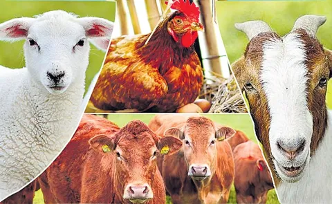 Sagubadi: ICAR introduce to Organic methods of animal husbandry 13
