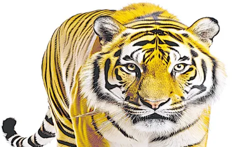 International Tiger Day on July 29: Tiger population increased to 3200 with Tiger Reserves