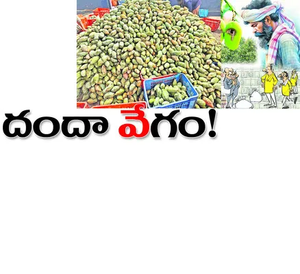 మామిడి కొను‘గోల్‌మాల్‌’! 

