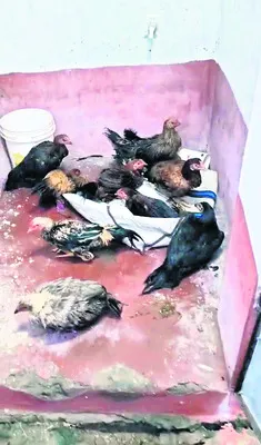 నాటుకోళ్ల చోరీకి విఫలయత్నం