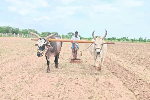 వర్షంతో పత్తిచేలకు ప్రాణం