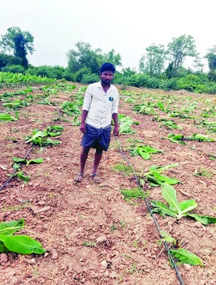అరటి మొక్కల నరికి వేత 