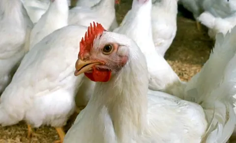 Chicken Drop Prices in Anakapalle