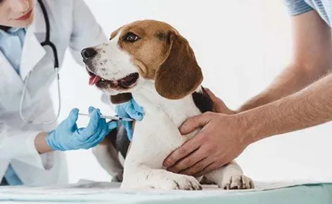 During the monsoon season be cautious with your pet dogs risks of rabies