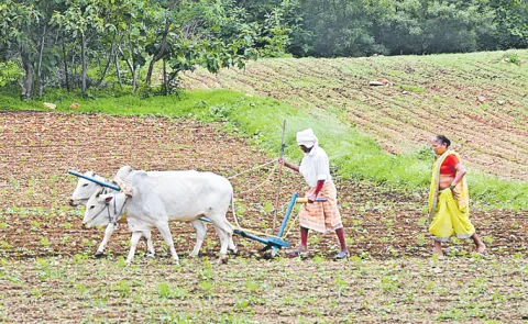 Farmers Happy With Rains In Telangana