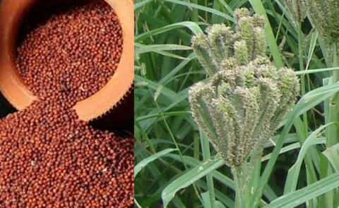 Finger millet cultivation; The amazing health benefits