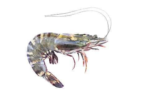 Companies reduce prices of Venami shrimp
