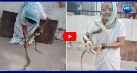 Grandmother In Pune Grabs Snake Without Fear 1