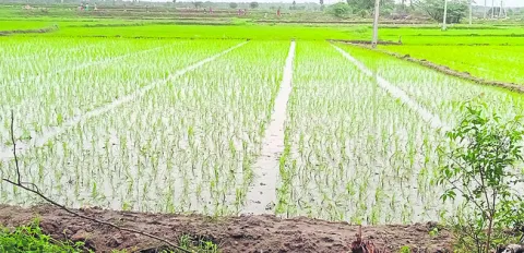 సేంద్