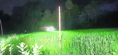 శేషాచ