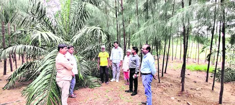 రైతులు ఆయిల్‌పాం సాగు చేయాలి
