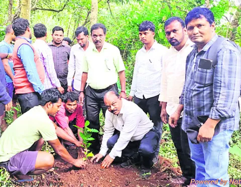 కాఫీ రైతులకుమొక్కల పంపిణీ 