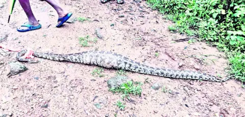 కుక్క