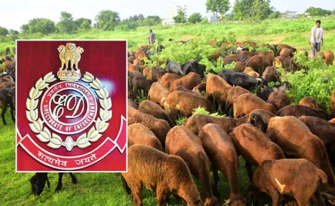 ED Raids Hyderabad in Telangana sheep procurement scam