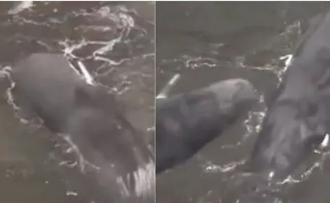 Massive whales Washed up Along Coast Russia Earthquake