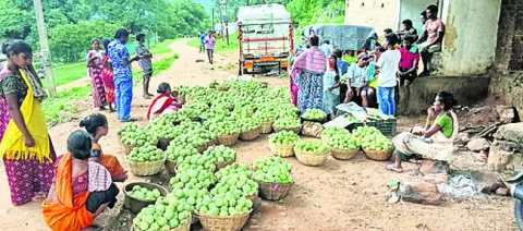 మూలబిన్నిడిలో సీతాఫలం సంత