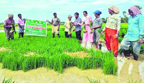 వరినారు చివర్లు తుంచి నాటుకోవాలి