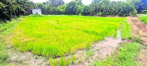 సూక్ష్మంతోనే.. దిగుబడులకు మోక్షం..! 