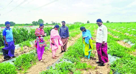 వైఎస్