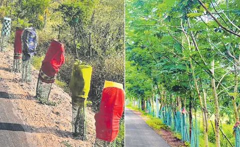 harithaharam plants grow up in Adilabad photo feature