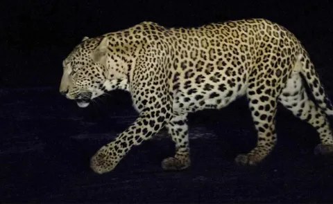 Hyderabad Manchirevula Leopard Captured After 12 Days