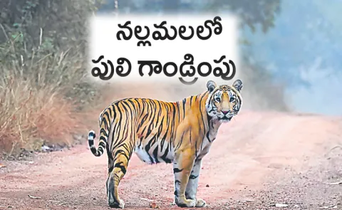 how tiger population rise in Nallamala forest explained