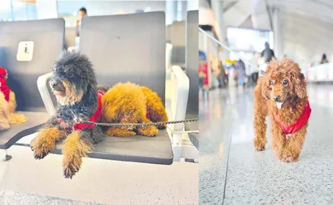 Dog therapy at Hyderabad airport To Help Passengers Destress14