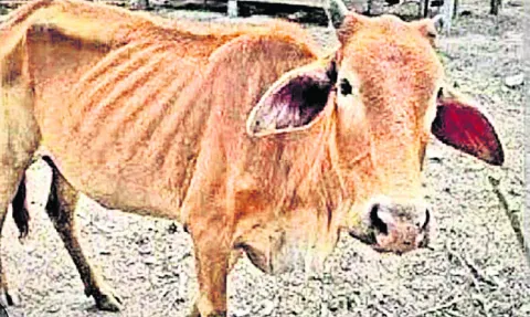 అప్రమ