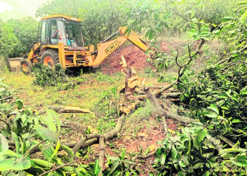 కూటమి కక్ష..మామిడి రైతుకు శిక్ష!