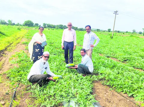 వాణిజ్య పంటలు సాగు చేయాలి