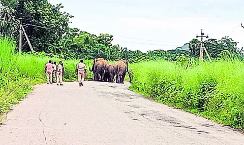 రోడ్డుపై గజరాజుల హల్‌చల్‌ 
