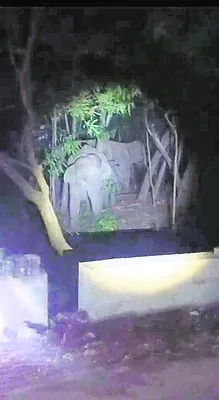 తిరుమల ఘాట్‌ రోడ్డులో ఏనుగుల గుంపు కలకలం 