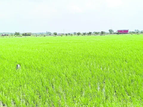 పరిహా