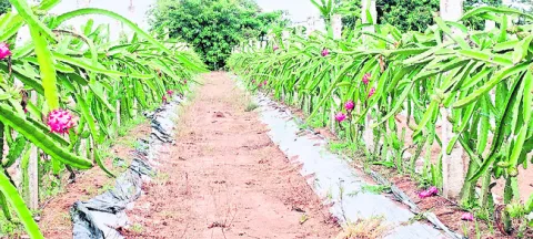 ‘డ్రా